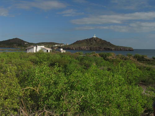 Scrub on Cerro Equipalito